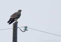 Орел могильник Aquila heliaca azer2017
Filename=8Z2A0444.jpg
Filesize=116KB
Dimensions=900x620
Date added=Mar 04, 2017 8Z2A0444.jpg