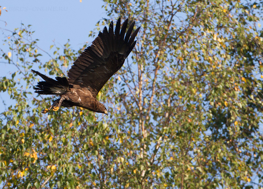 Малый подорлик (Aquila pomarina) 
Keywords: Малый подорлик Aquila pomarina