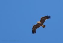 Малый подорлик Aquila pomarina azer2018
Filename=8Z2A2453.jpg
Filesize=67KB
Dimensions=900x621
Date added=Aug 05, 2018 8Z2A2453.jpg
