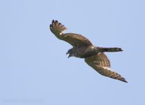 Ястребиный сарыч Butastur indicus primorye2016
Filename=8Z2A1325.jpg
Filesize=129KB
Dimensions=900x652
Date added=Aug 17, 2016 8Z2A1325.jpg