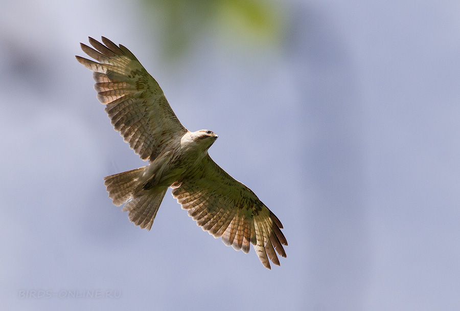 Канюк (Buteo buteo)
Buteo buteo japonicus
Keywords: Канюк Buteo buteo japonicus amur2015