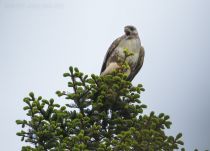 Канюк Buteo buteo japonicus sakhalin2017
Buteo buteo japonicus
Filename=8Z2A0816.jpg
Filesize=208KB
Dimensions=900x648
Date added=Dec 17, 2017 8Z2A0816.jpg