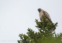 Канюк Buteo buteo japonicus sakhalin2017
Buteo buteo japonicus
Filename=8Z2A0824.jpg
Filesize=153KB
Dimensions=900x632
Date added=Dec 17, 2017 8Z2A0824.jpg