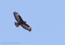 Курганник обыкновенный Buteo rufinus azer2017
темная морфа
Filename=8Z2A1283.jpg
Filesize=91KB
Dimensions=900x635
Date added=Mar 04, 2017 8Z2A1283.jpg