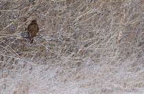 Канюк Buteo buteo
Filename=8Z2A1503.jpg
Filesize=172KB
Dimensions=900x588
Date added=Mar 20, 2016 8Z2A1503.jpg