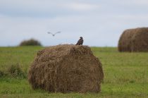 Канюк Buteo buteo
Filename=8Z2A6929.jpg
Filesize=231KB
Dimensions=900x598
Date added=Sep 20, 2016 8Z2A6929.jpg