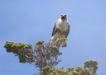 Канюк Buteo buteo japonicus sakhalin2017
Buteo buteo japonicus
Filename=8Z2A9538.jpg
Filesize=189KB
Dimensions=900x642
Date added=Dec 17, 2017 8Z2A9538.jpg