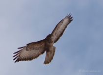 Канюк Buteo buteo
Filename=IMG_4012.jpg
Filesize=158KB
Dimensions=900x659
Date added=Apr 05, 2009 IMG_4012.jpg