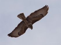 Канюк Buteo buteo
Filename=IMG_4024_1.jpg
Filesize=68KB
Dimensions=900x665
Date added=Apr 05, 2009 IMG_4024_1.jpg