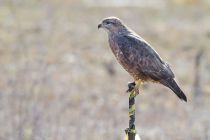 Канюк Buteo buteo
Filename=IMG_6569.jpg
Filesize=162KB
Dimensions=900x600
Date added=Apr 14, 2013 IMG_6569.jpg