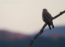 Канюк Buteo buteo
Filename=IMG_7456.jpg
Filesize=184KB
Dimensions=900x663
Date added=Nov 14, 2015 IMG_7456.jpg