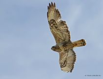 Зимняк Buteo lagopus yamal10
Filename=IMG_4104.jpg
Filesize=86KB
Dimensions=900x696
Date added=Sep 02, 2010 IMG_4104.jpg