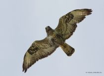 Зимняк Buteo lagopus yamal10
Filename=IMG_4113.jpg
Filesize=72KB
Dimensions=900x661
Date added=Sep 02, 2010 IMG_4113.jpg