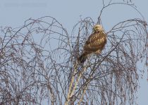 Зимняк Buteo lagopus
Filename=IMG_8761.jpg
Filesize=488KB
Dimensions=900x642
Date added=Jan 04, 2016 IMG_8761.jpg
