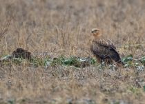 Курганник обыкновенный Buteo rufinus
Filename=8Z2A6850.jpg
Filesize=230KB
Dimensions=900x650
Date added=Feb 28, 2019 8Z2A6850.jpg