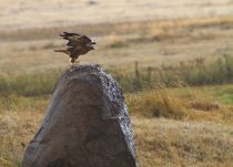 Канюк Buteo buteo armenia2013 best
Filename=IMG_2932_1024.jpg
Filesize=302KB
Dimensions=900x649
Date added=Sep 07, 2013 IMG_2932_1024.jpg