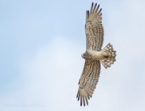 Filename=8Z2A8553.jpg
Filesize=126KiB
Dimensions=1200x930
Date added=Sep 12, 2025 8Z2A8553.jpg