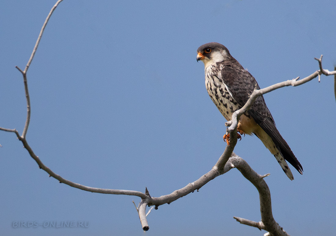 Амурский кобчик Falco amurensis buryatia2021
 
 Click to view full size image