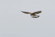 Пустельга степная Falco naumanni azer2018
Filename=8Z2A9059.jpg
Filesize=48KB
Dimensions=900x618
Date added=May 16, 2018 8Z2A9059.jpg