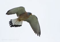 Пустельга степная Falco naumanni azer2018
Filename=8Z2A9062.jpg
Filesize=88KB
Dimensions=900x631
Date added=May 16, 2018 8Z2A9062.jpg