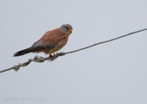 Пустельга степная Falco naumanni azer2018
Filename=8Z2A9084.jpg
Filesize=101KB
Dimensions=900x642
Date added=May 16, 2018 8Z2A9084.jpg