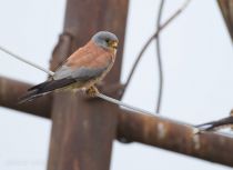 Пустельга степная Falco naumanni azer2018
Filename=8Z2A9089.jpg
Filesize=111KB
Dimensions=900x657
Date added=May 16, 2018 8Z2A9089.jpg