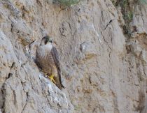Шахин Falco pelegrinoides tj2014
Filename=IMG_3398.jpg
Filesize=409KB
Dimensions=900x695
Date added=Sep 18, 2014 IMG_3398.jpg