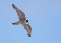 Сапсан Falco peregrinus yakutia2018
Falco peregrinus harterti Buturlin, 1907
Filename=8Z2A9351.jpg
Filesize=98KB
Dimensions=900x639
Date added=Jan 08, 2019 8Z2A9351.jpg