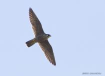 Сапсан Falco peregrinus
Filename=IMG_5738.jpg
Filesize=103KB
Dimensions=900x652
Date added=Aug 21, 2010 IMG_5738.jpg