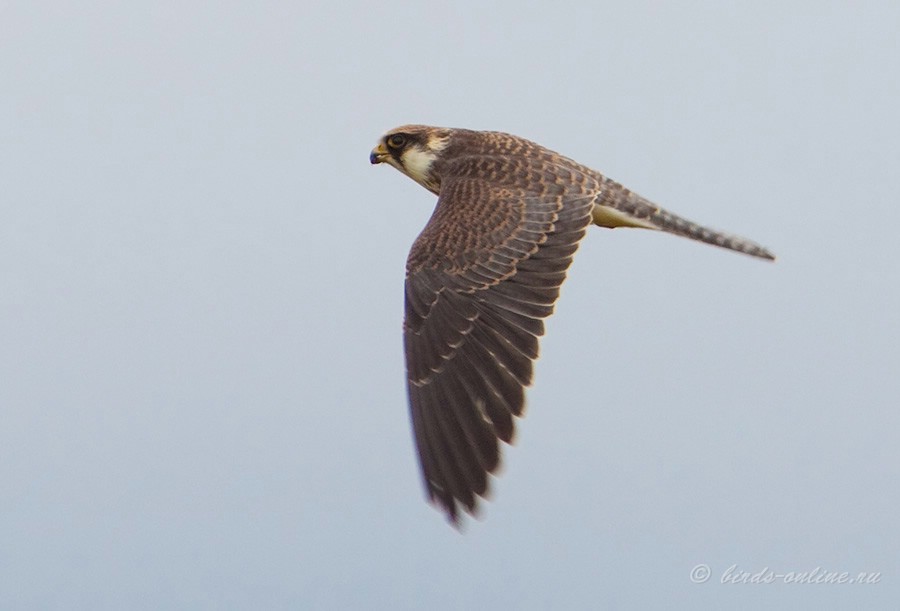 Кобчик (Falco vespertinus)
молодая птица
Keywords: Кобчик Falco vespertinus