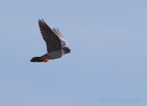 Кобчик Falco vespertinus kalmykia2016
Filename=8Z2A7235.jpg
Filesize=140KB
Dimensions=900x649
Date added=May 07, 2016 8Z2A7235.jpg