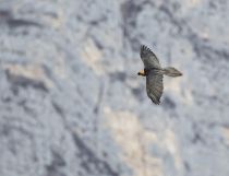 Filename=8Z2A8596.jpg
Filesize=151KB
Dimensions=900x692
Date added=Mar 01, 2020 8Z2A8596.jpg