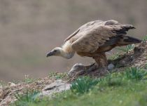 Сип белоголовый Gyps fulvus uz2019
Filename=8Z2A9522.jpg
Filesize=211KB
Dimensions=900x650
Date added=Apr 27, 2019 8Z2A9522.jpg