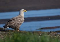 Орлан-белохвост Haliaeetus albicilla sakhalin2017
Filename=8Z2A1537.jpg
Filesize=156KB
Dimensions=900x636
Date added=Dec 21, 2017 8Z2A1537.jpg