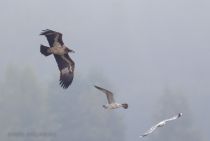 Filename=8Z2A3705.jpg
Filesize=80KB
Dimensions=1100x741
Date added=Aug 29, 2021 8Z2A3705.jpg