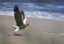 Белоплечий орлан Haliaeetus pelagicus sakhalin2017
Filename=8Z2A2401.jpg
Filesize=130KB
Dimensions=900x629
Date added=Jan 13, 2018 8Z2A2401.jpg