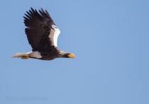 Белоплечий орлан Haliaeetus pelagicus sakhalin2017
Filename=8Z2A2456.jpg
Filesize=81KB
Dimensions=900x634
Date added=Jan 13, 2018 8Z2A2456.jpg
