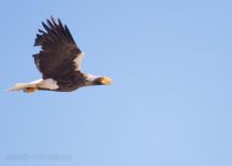 Белоплечий орлан Haliaeetus pelagicus sakhalin2017
Filename=8Z2A2461.jpg
Filesize=79KB
Dimensions=900x643
Date added=Jan 13, 2018 8Z2A2461.jpg