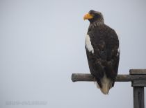 Белоплечий орлан Haliaeetus pelagicus sakhalin2017
Filename=8Z2A3144.jpg
Filesize=178KB
Dimensions=900x670
Date added=Jan 13, 2018 8Z2A3144.jpg