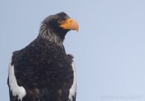 Белоплечий орлан Haliaeetus pelagicus sakhalin2017
Filename=8Z2A4013.jpg
Filesize=193KB
Dimensions=900x633
Date added=Jan 13, 2018 8Z2A4013.jpg
