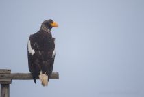 Белоплечий орлан Haliaeetus pelagicus sakhalin2017
Filename=8Z2A4022.jpg
Filesize=143KB
Dimensions=900x609
Date added=Jan 13, 2018 8Z2A4022.jpg