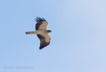 Орел-карлик Hieraaetus pennatus azer2018
Filename=8Z2A3335.jpg
Filesize=106KB
Dimensions=900x617
Date added=Aug 05, 2018 8Z2A3335.jpg