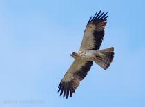 Filename=8Z2A8965.jpg
Filesize=117KiB
Dimensions=1200x887
Date added=Sep 12, 2025 8Z2A8965.jpg