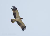 Орел-карлик Hieraaetus pennatus uz2019
Filename=8Z2A9190.jpg
Filesize=96KB
Dimensions=900x667
Date added=Apr 27, 2019 8Z2A9190.jpg