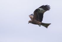 Коршун черный Milvus migrans yakutia2018
Filename=8Z2A8532.jpg
Filesize=75KB
Dimensions=900x617
Date added=Nov 18, 2018 8Z2A8532.jpg