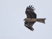 КорШун черный Milvus migrans sakhalin2017
Filename=8Z2A8998.jpg
Filesize=82KB
Dimensions=900x690
Date added=Dec 21, 2017 8Z2A8998.jpg
