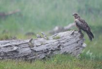 КорШун черный Milvus migrans sakhalin2017
Filename=8Z2A9812.jpg
Filesize=211KB
Dimensions=900x617
Date added=Dec 21, 2017 8Z2A9812.jpg