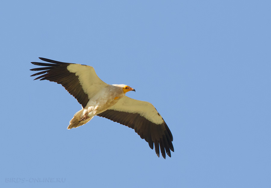 Стервятник (Neophron percnopterus)
Keywords: Стервятник Neophron percnopterus tj2014