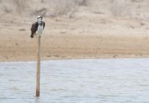 Скопа Pandion haliaetus uz2019
Filename=8Z2A8626.jpg
Filesize=150KB
Dimensions=900x622
Date added=Apr 27, 2019 8Z2A8626.jpg