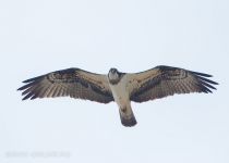 Скопа Pandion haliaetus uz2019
Filename=8Z2A8662.jpg
Filesize=95KB
Dimensions=900x645
Date added=Apr 27, 2019 8Z2A8662.jpg